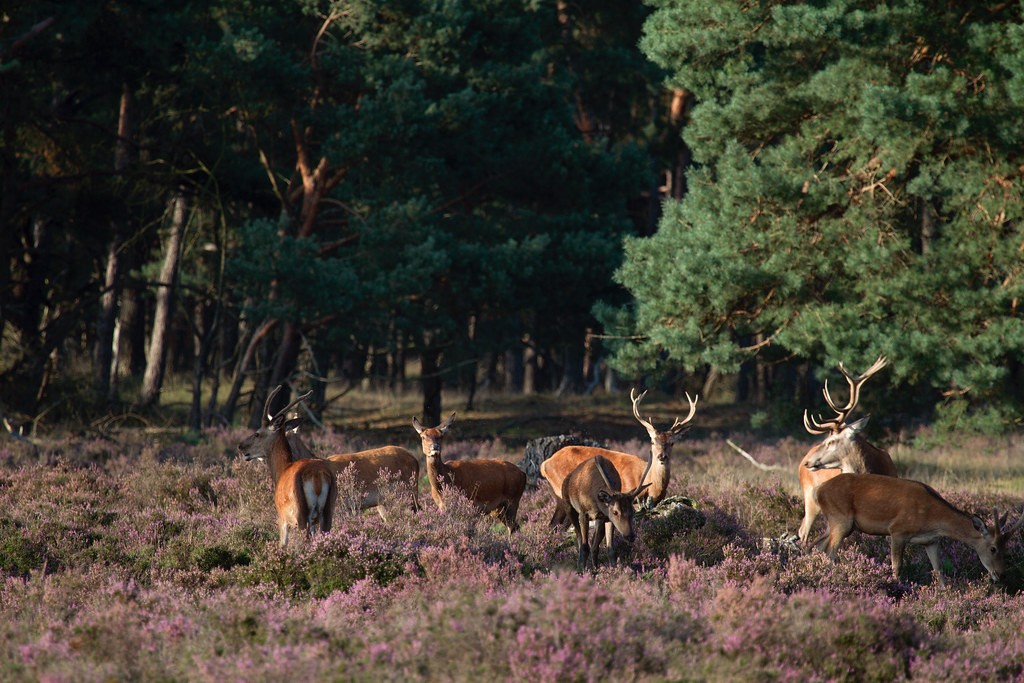 veluwe 1